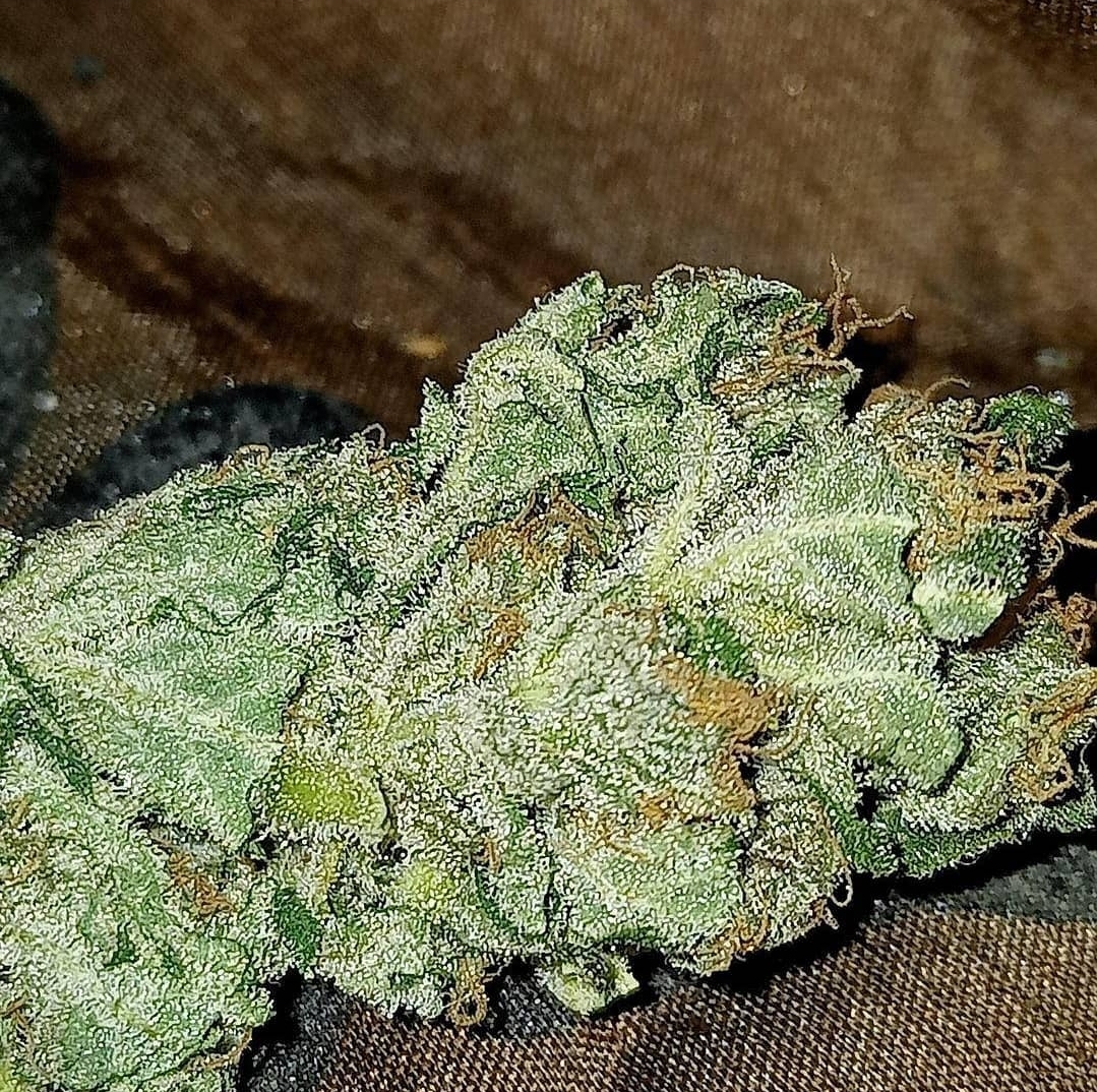 Black Domina x Critical 